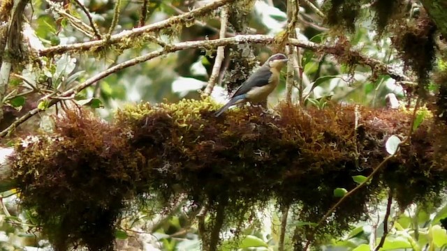 Fawn-breasted Tanager - ML201708261