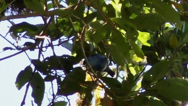 Blue-and-black Tanager (Spot-bellied) - ML201708271