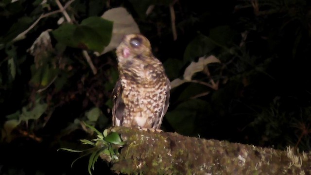 Rufous-banded Owl - ML201708281