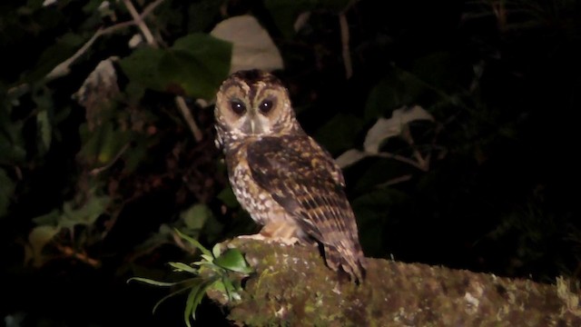 Rufous-banded Owl - ML201708291