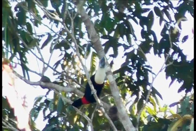 White-throated Toucan (Cuvier's) - ML201708381