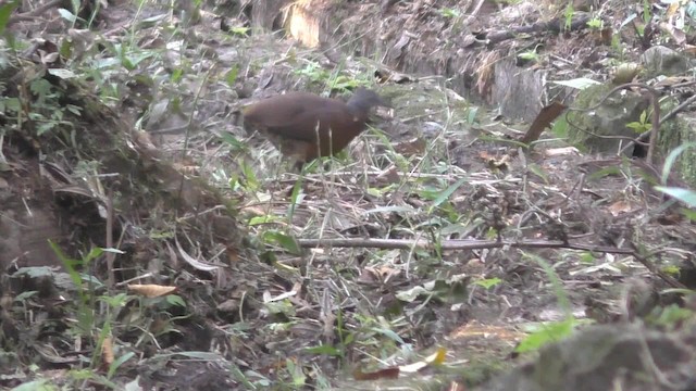 Tinamou brun (groupe obsoletus) - ML201708621