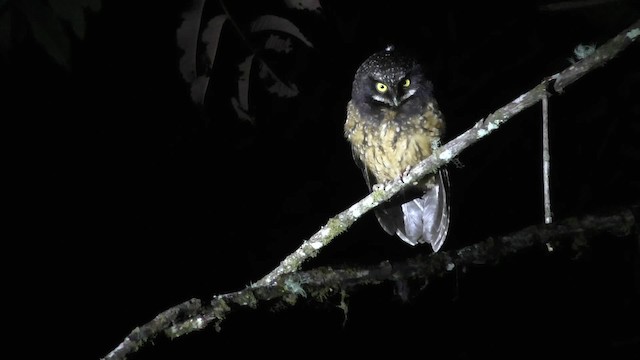 White-throated Screech-Owl - ML201708701