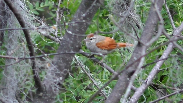 Bolivian Spinetail - ML201708741