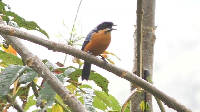 Chestnut-bellied Mountain Tanager - ML201708761