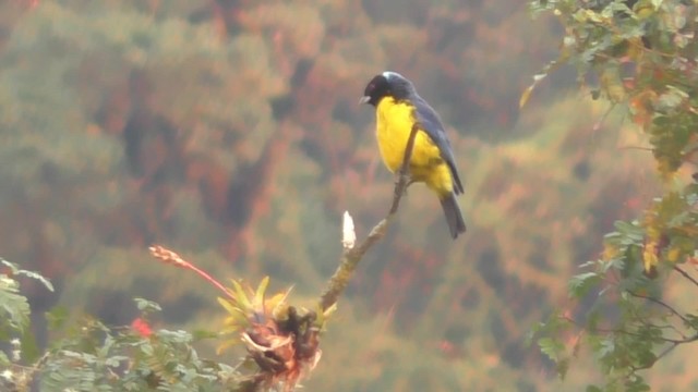 Hooded Mountain Tanager - ML201708781