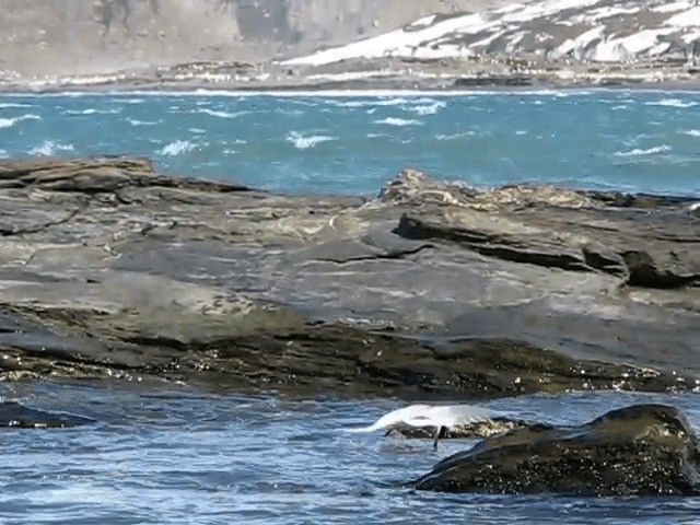 Antarktisseeschwalbe (georgiae) - ML201708911