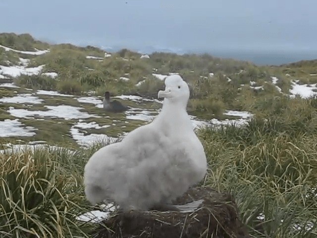 Snowy Albatross - ML201708931
