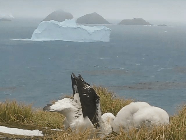 Snowy Albatross - ML201708941