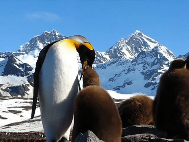 tučňák patagonský - ML201709131