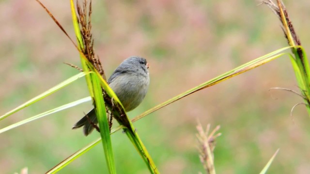 Plain-colored Seedeater - ML201709271
