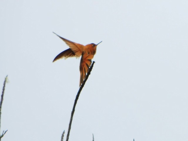 kolibřík duhovohřbetý - ML201709341