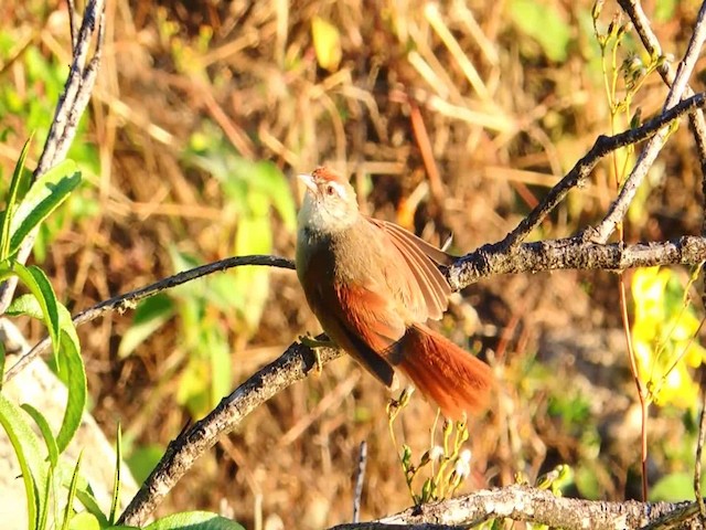 Line-cheeked Spinetail (Line-cheeked) - ML201709351