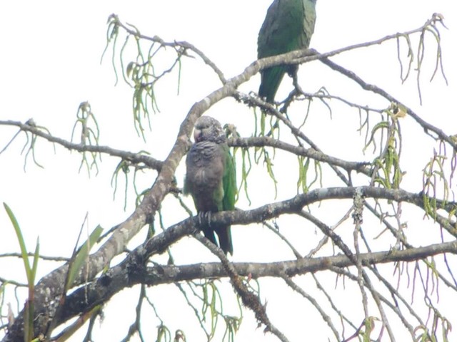 Speckle-faced Parrot (White-capped) - ML201709441