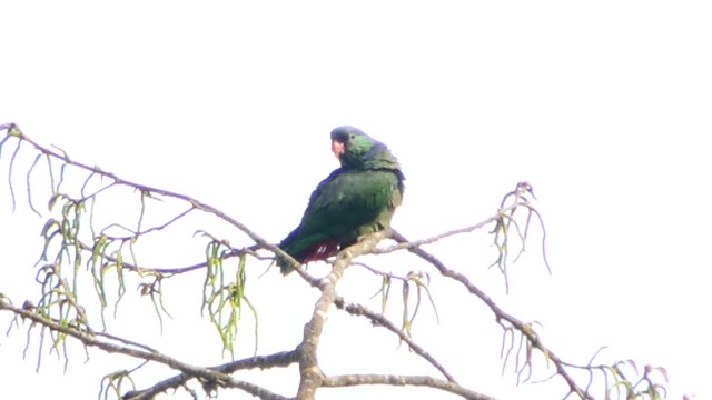 Папуга-червоногуз зеленоголовий - ML201709491
