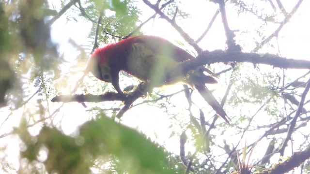 Crimson-mantled Woodpecker (Crimson-mantled) - ML201709501
