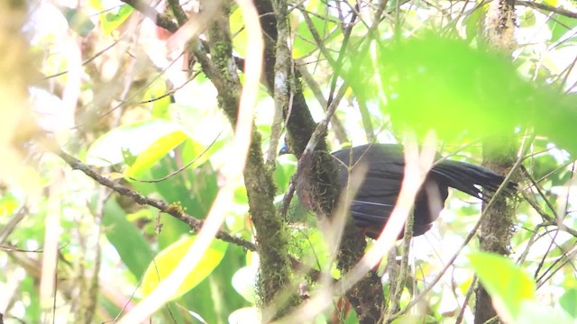 Sickle-winged Guan - ML201709511