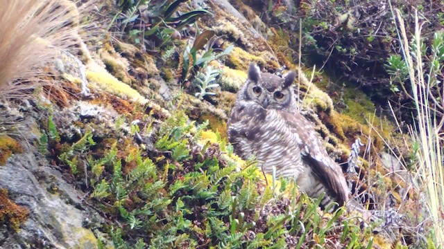 Great Horned Owl - ML201709601