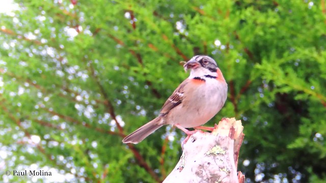 Rufous-collared Sparrow (Rufous-collared) - ML201709641