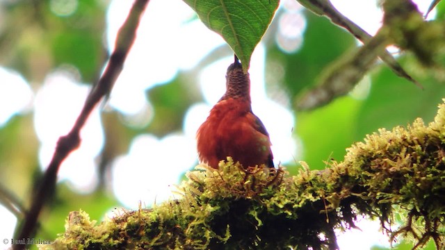 kolibřík peruánský - ML201709651