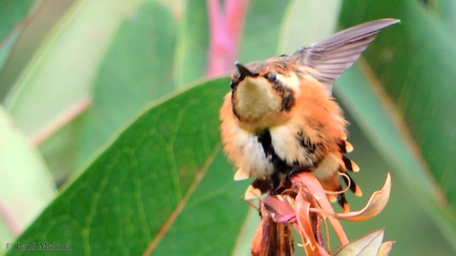 Colibrí de Mulsant - ML201709671