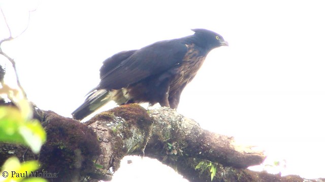 Black-and-chestnut Eagle - ML201709741