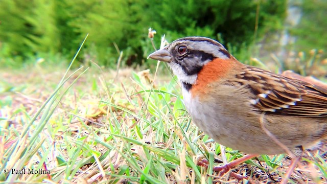 Rufous-collared Sparrow - ML201709781