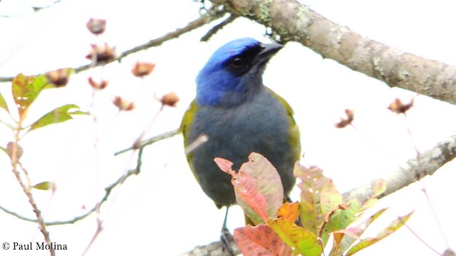 Blue-capped Tanager - ML201709851