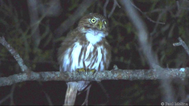 Peruvian Pygmy-Owl - ML201710011