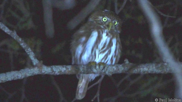 Peruvian Pygmy-Owl - ML201710021