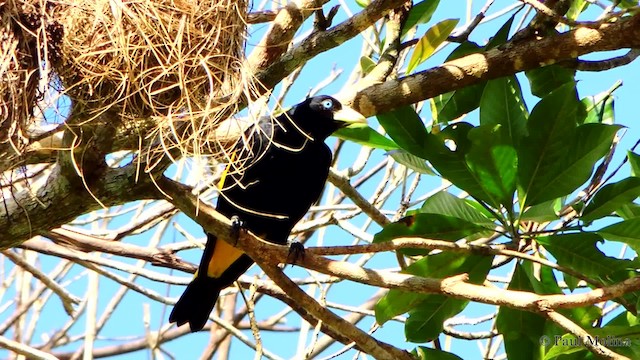 Yellow-rumped Cacique (Amazonian) - ML201710041
