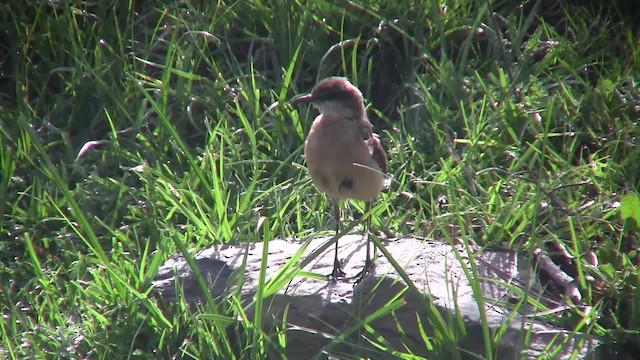 Red-breasted Wheatear (Rusty-breasted) - ML201710081