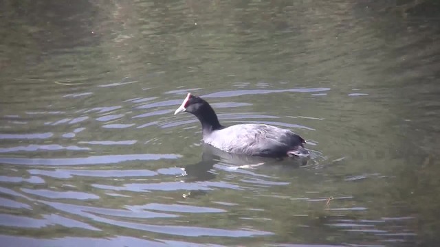 Red-knobbed Coot - ML201710091
