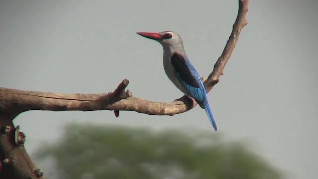 woodland kingfisher