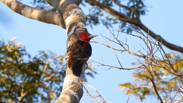 Red-necked Woodpecker - ML201710741