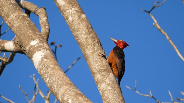  - Red-necked Woodpecker