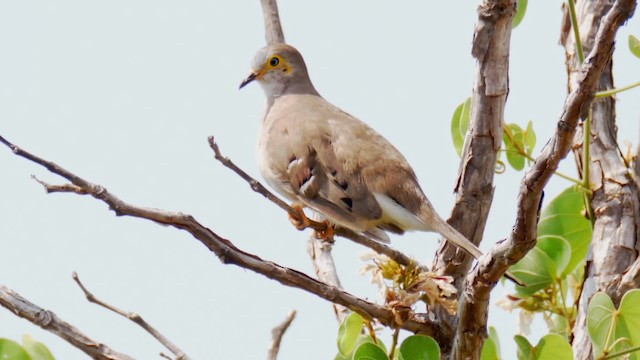 Long-tailed Ground Dove - ML201710851