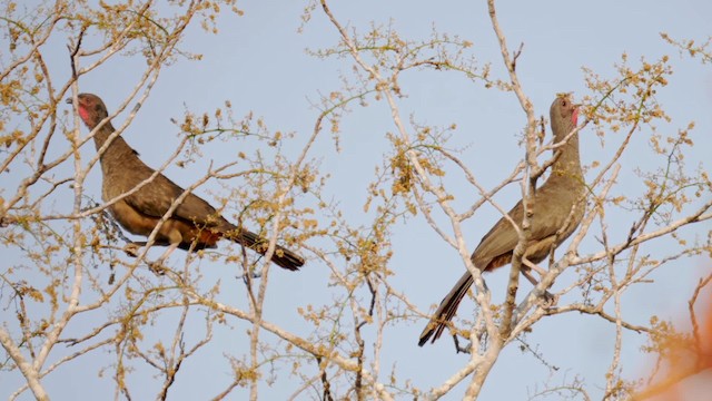 Chaco Chachalaca - ML201710891