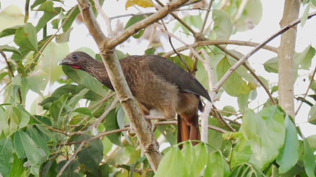 Speckled Chachalaca (Speckled) - ML201710931