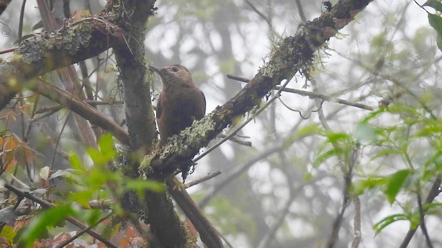 Smoky-brown Woodpecker - ML201711051