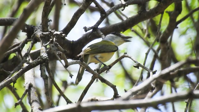 Green-backed Becard (Green-backed) - ML201711171