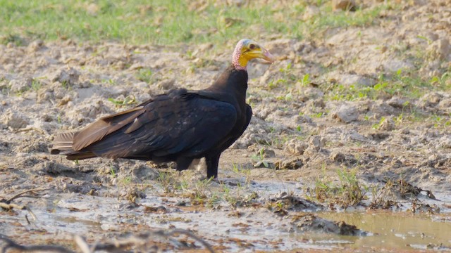 Lesser Yellow-headed Vulture - ML201711181