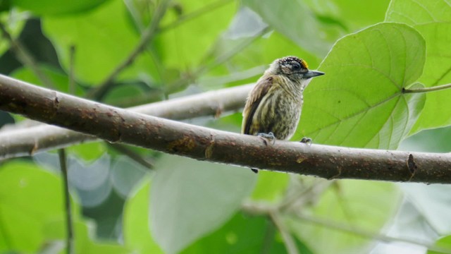 Bar-breasted Piculet - ML201711221