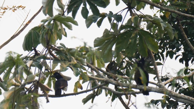 Амазонская зонтичная птица - ML201711261