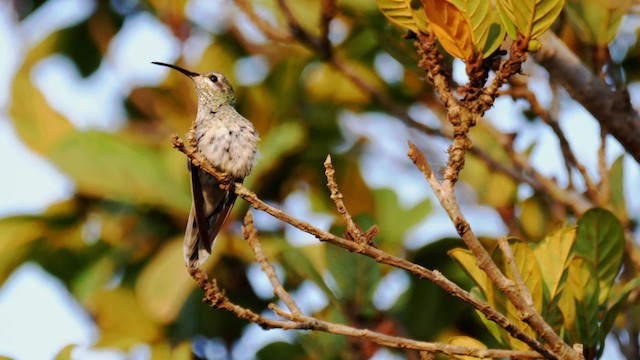 kolibřík rudozobý - ML201711301
