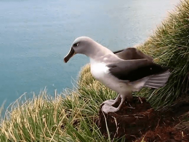 Gray-headed Albatross - ML201711421