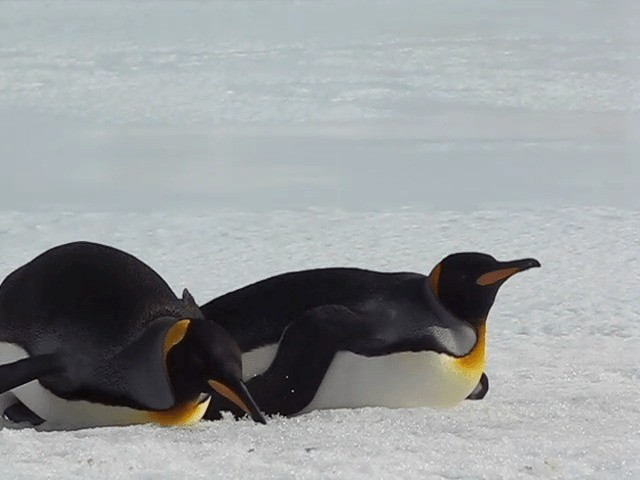 Королевский пингвин - ML201711581