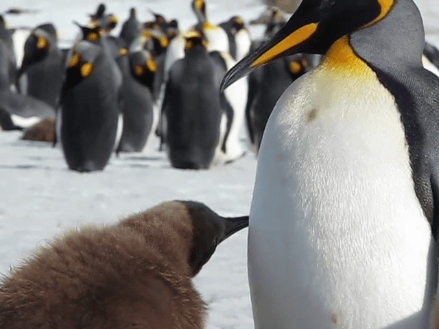 tučňák patagonský - ML201711591