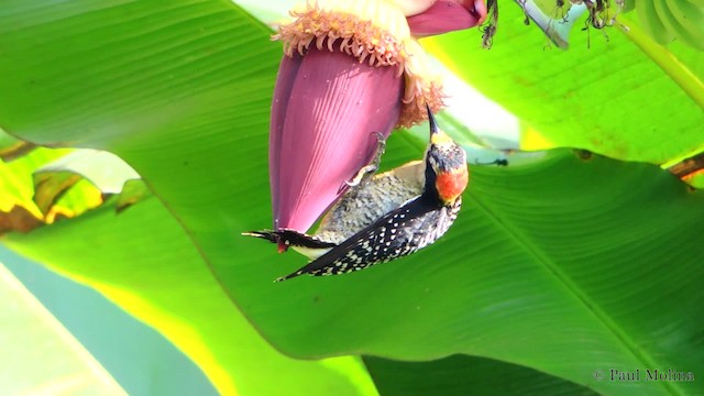 Black-cheeked Woodpecker - ML201711701