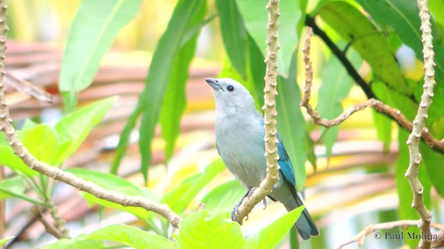 Blue-gray Tanager - ML201711731